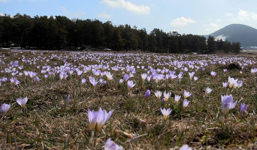 Köroğlu eteklerinde bahar tablosu
