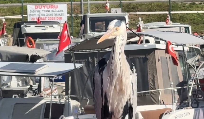 Avcılar Balıkçı Barınağı’nın maskotu oldu
