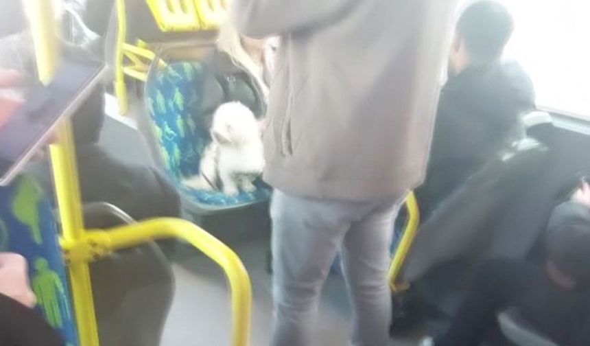 Metrobüste koltukta oturan köpek gündem oldu