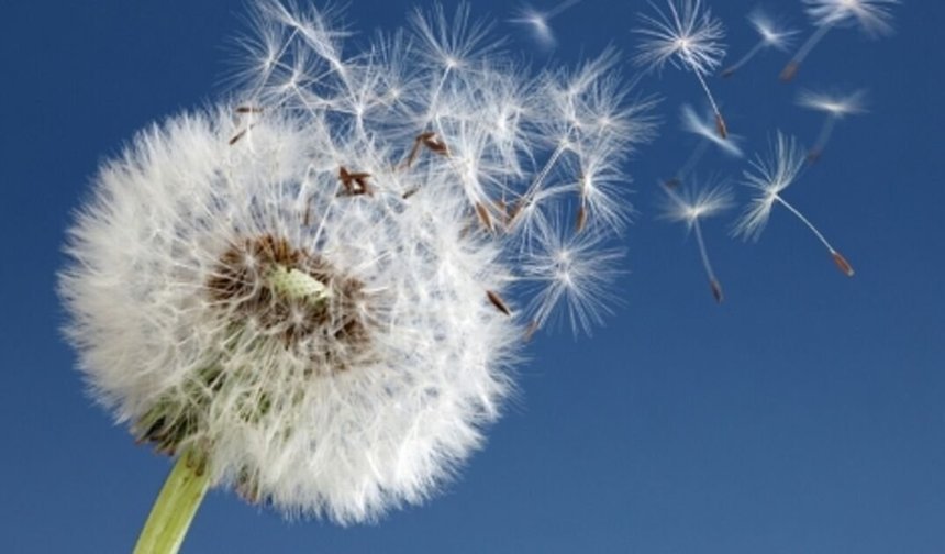 Prof. Dr. Özlü’den 'polen alerjisi'nde erken tedavi uyarısı