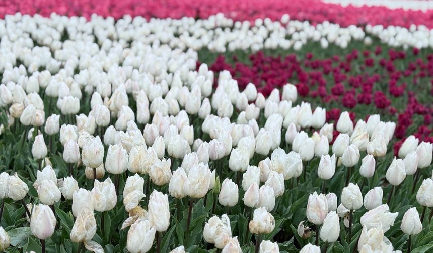 Emirgan Korusu’nda lale festivali başladı