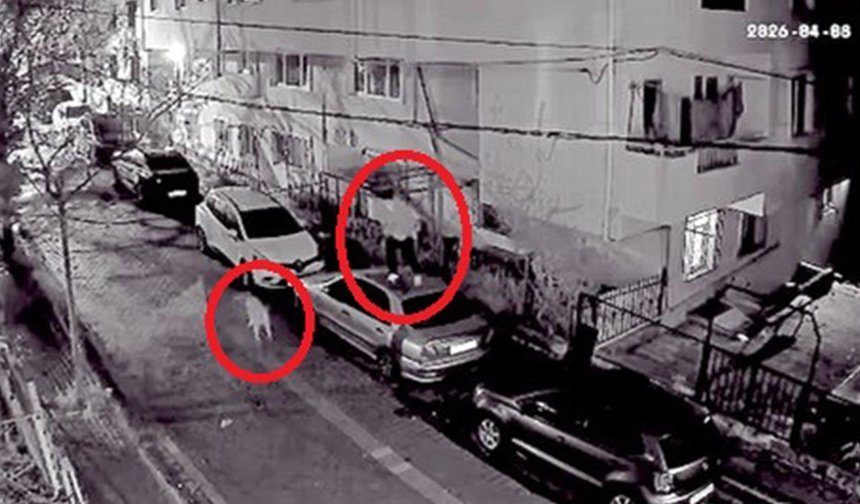 Avcılar’da gece yarısı köpek paniği kamerada