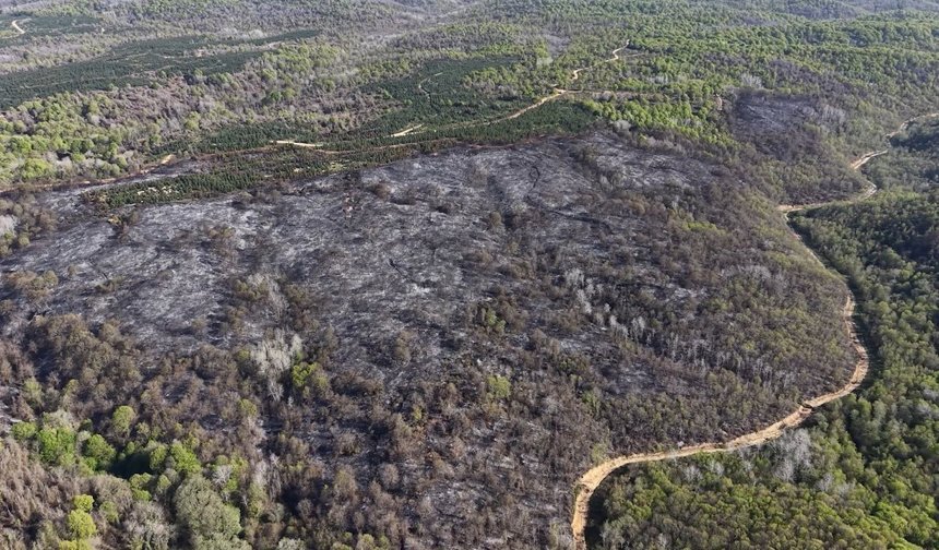 Beykoz’da orman yangınının bilançosu ortaya çıktı