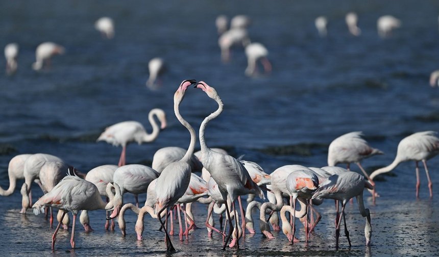 Van Gölü Havzası flamingolarla şenlendi