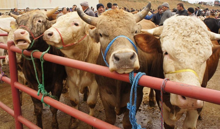 Diyanet yurt içi ve yurt dışı kurbanlık hisse fiyatları belli oldu