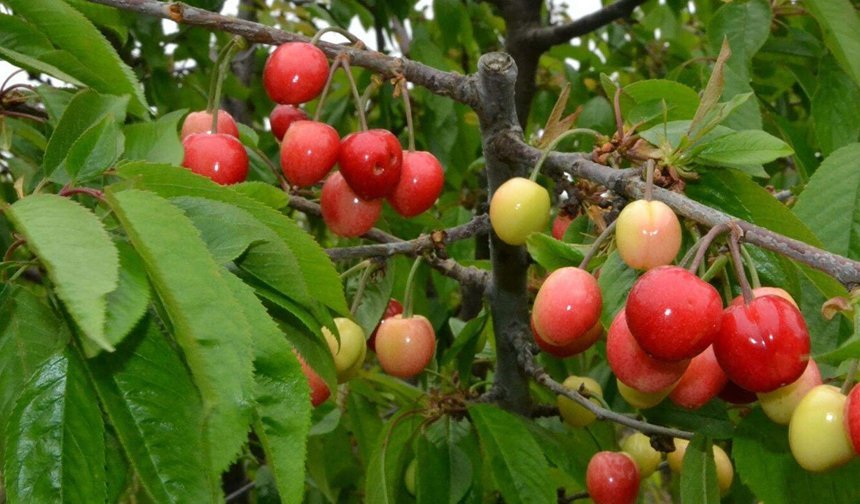 Sezonun ilk kirazı cep yaktı