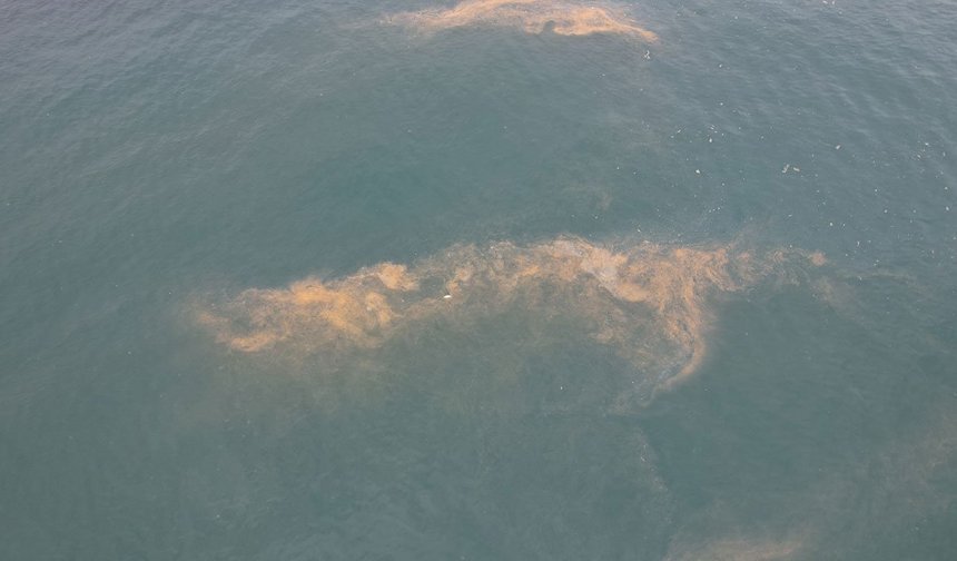 Avcılar sahilinde korkutan görüntü