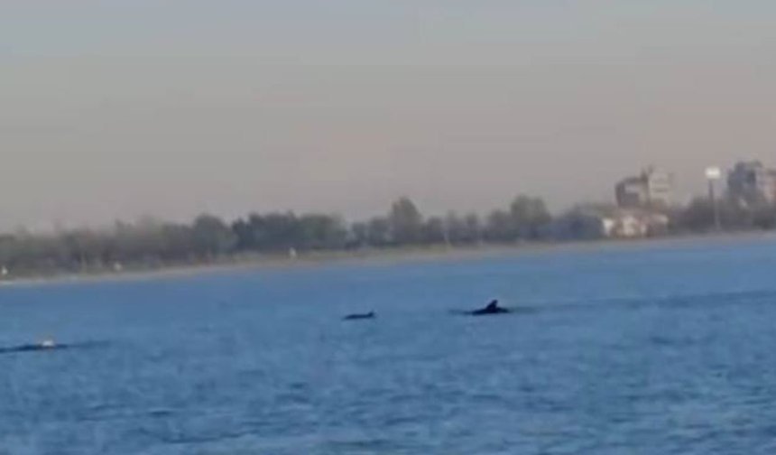 Küçükçekmece Sahili’nde yunus sürprizi