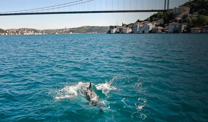 Boğaz turkuaza döndü, yunus sürüleri gemilerle yarıştı