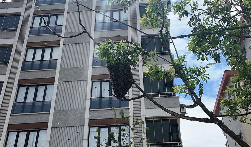 Ataşehir’de ağaçta yüzlerce arı