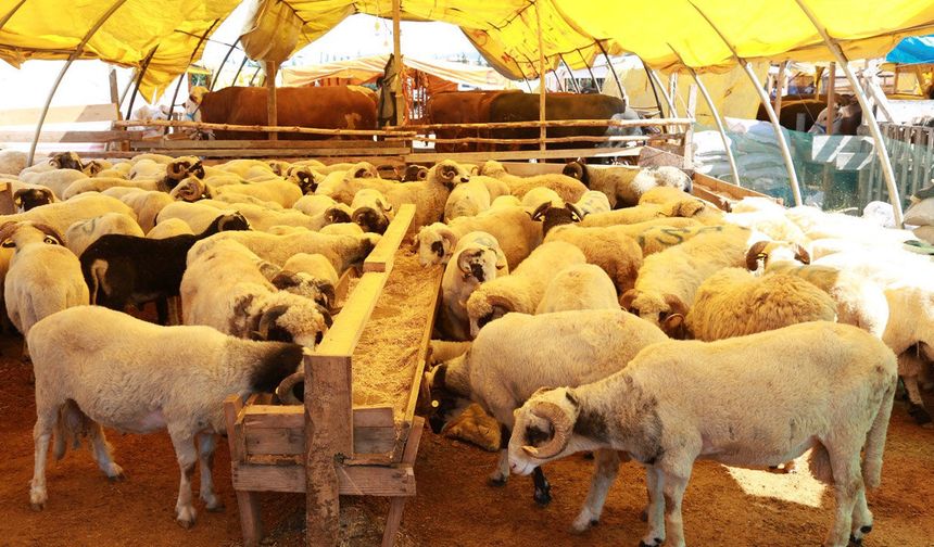 Ataşehir’de kurban satış ve kesim alanları belli oldu
