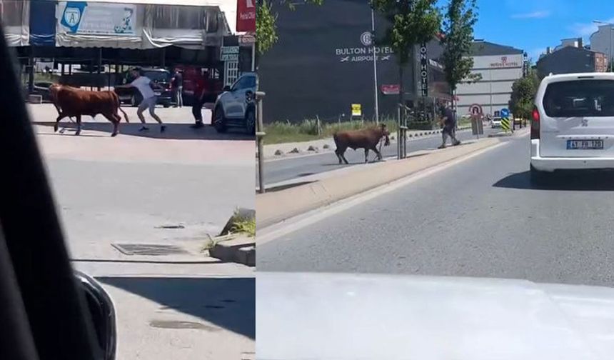 Arnavutköy’de nefes kesen kurbanlık kovalamacası kamerada