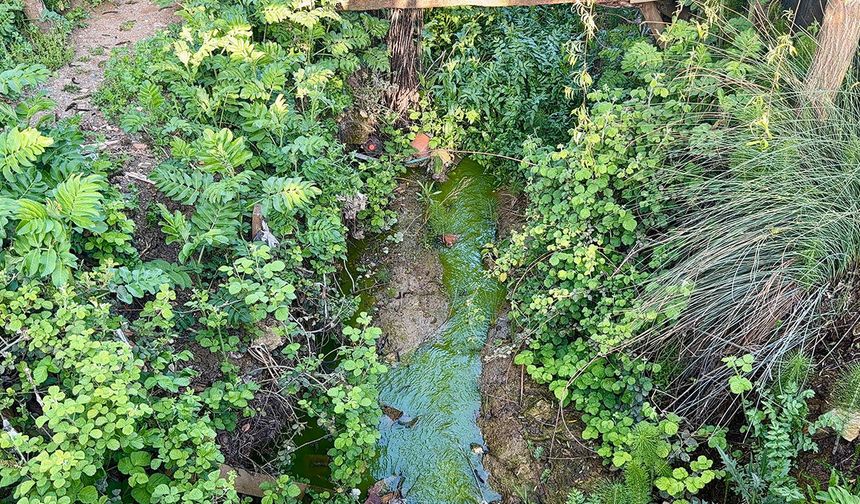Arnavutköy’de şaşırtan görüntü: Dere suyu yeşile döndü
