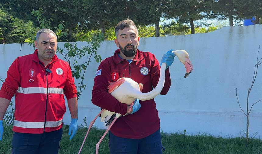 Arnavutköy’de vatandaşın fark ettiği flamingo kurtarıldı