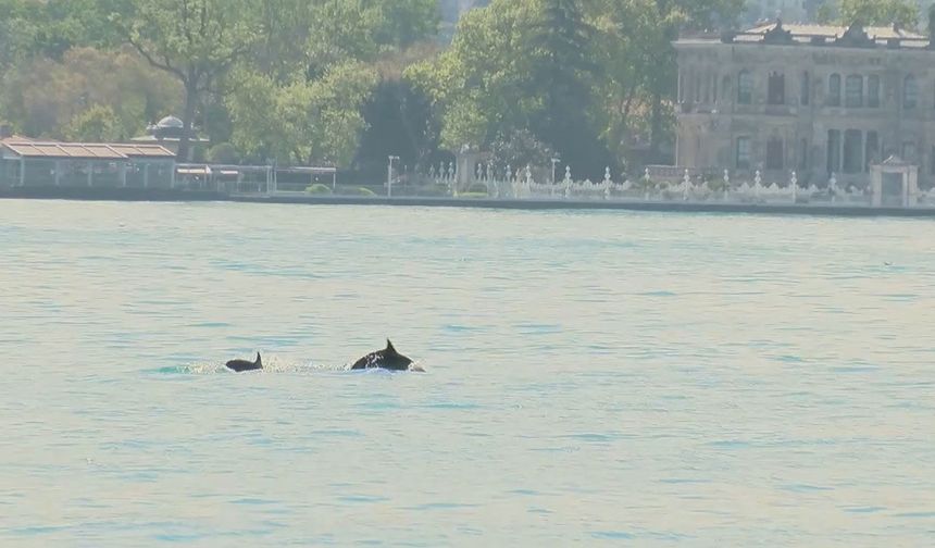 Yunuslar İstanbul Boğazı’nda görsel şölen oluşturdu