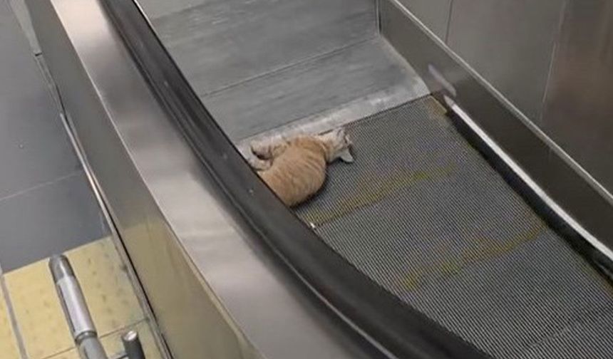 Başakşehir Metro İstasyonu'nda kedi yürüyen merdivene sıkıştı