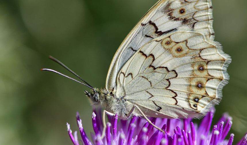 Dünyada sadece Van'da görülen kelebek ilgi odağı oldu