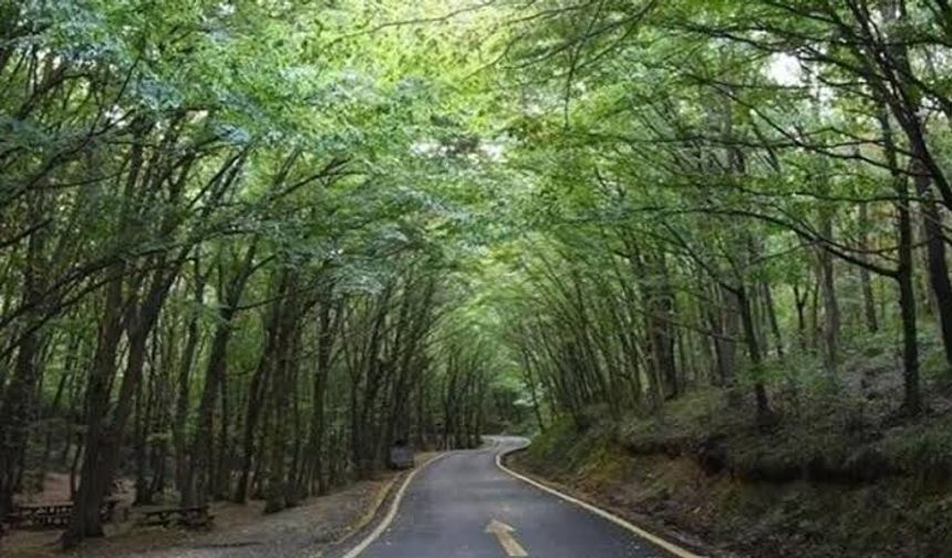 İstanbul'da kuvvetli rüzgar tedbiri: Koru ve kent ormanları ziyarete kapatıldı