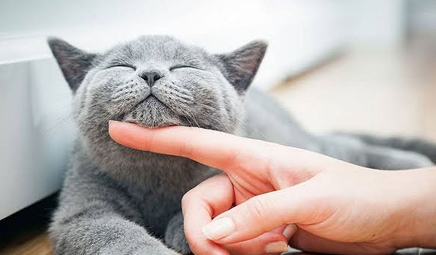 Kuduzda kritik uyarı: Kedi tırmalaması da risk taşıyor