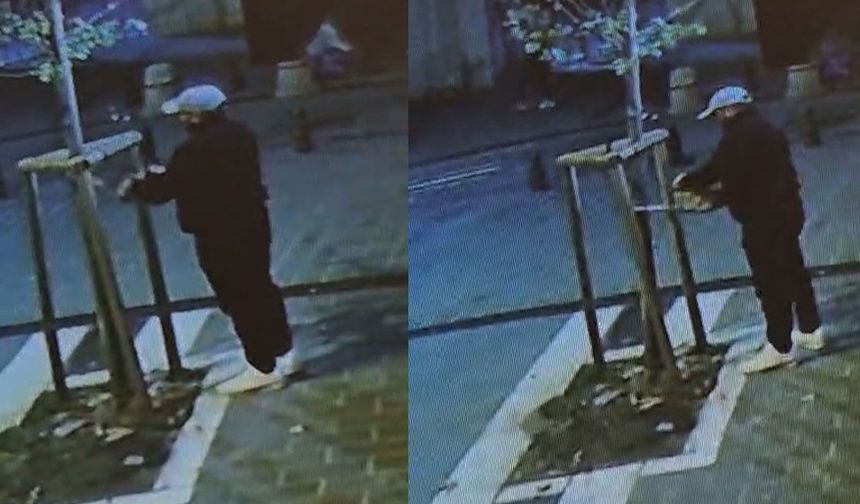 Fatih’te kesilen ağacın yerine yenisi dikildi