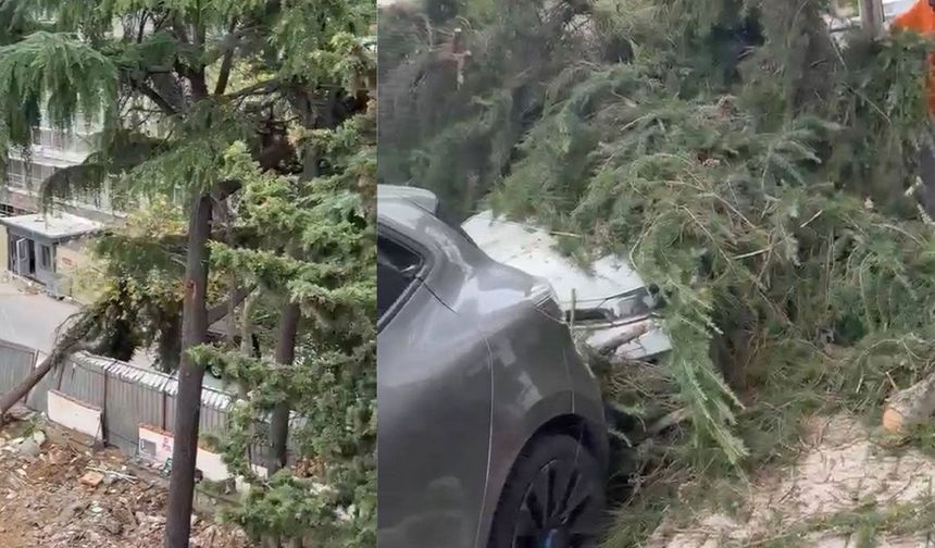 Maltepe’de kesilen ağaç 2 otomobilin üzerine devrildi