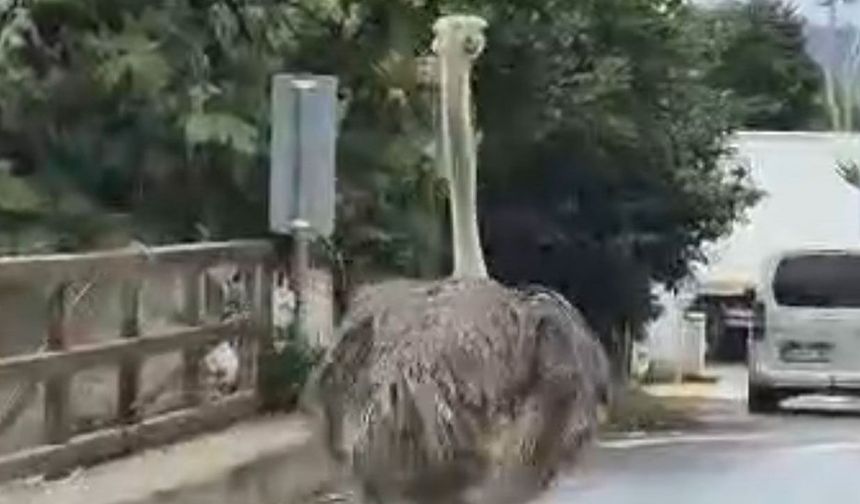 Şile’de trafikte deve kuşu şaşkınlığı: İtfaiye ekipleri yakaladı
