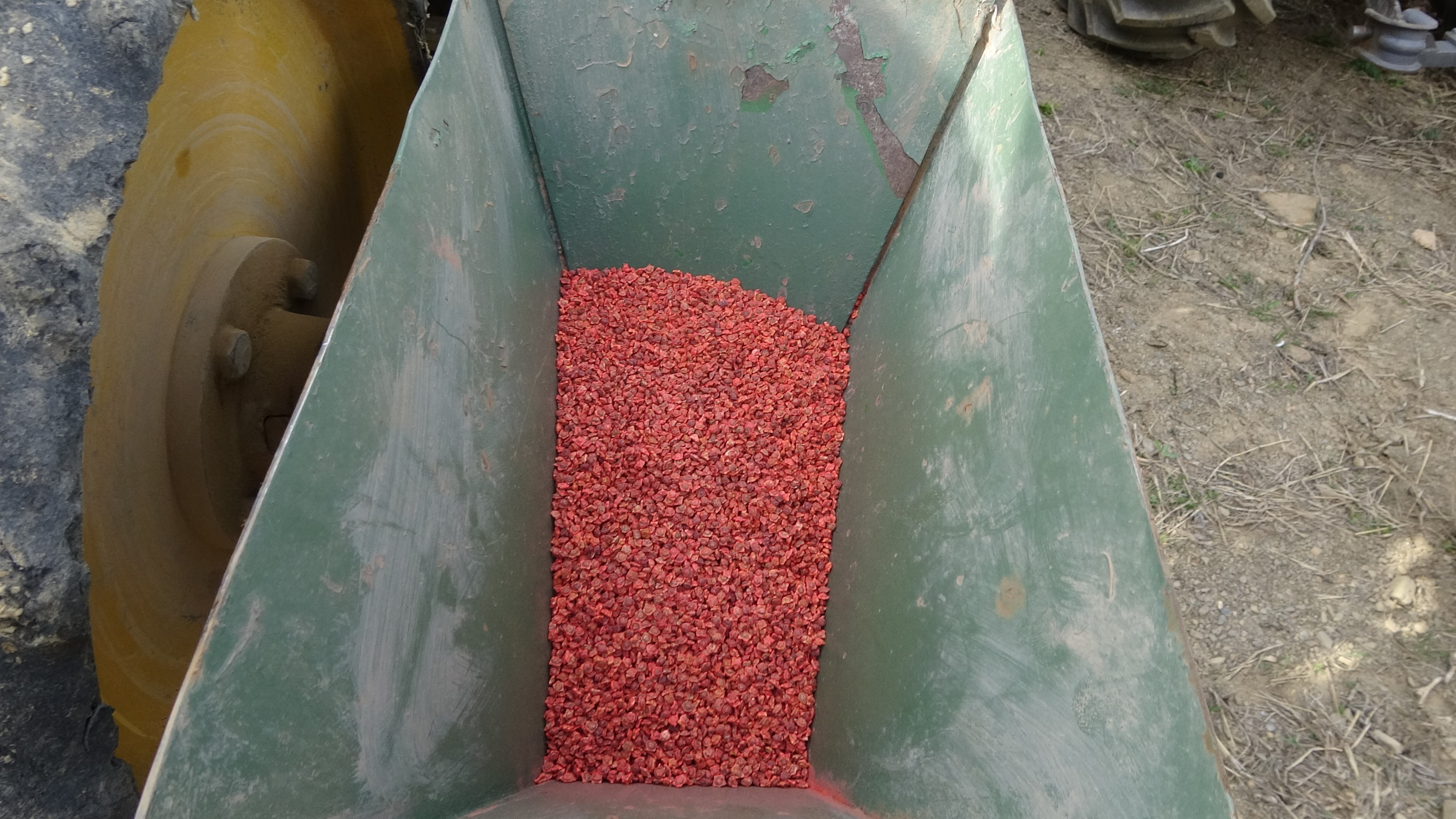 yuksekovada-yillar-sonra-seker-pancari-ekilecek (2)