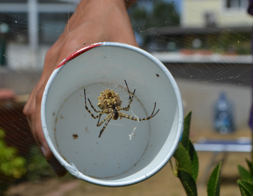 tehlikeli-orumcek-turu-ayvalikta-ortaya-cikti (1)