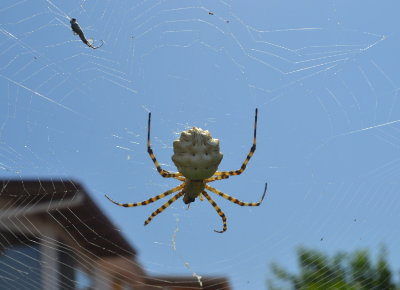 tehlikeli-orumcek-turu-ayvalikta-ortaya-cikti (3)