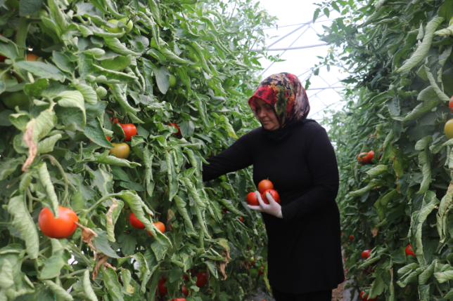 yetismez-denilen-domatesi-uretti-simdi-siparislere-yetisemiyor (4)