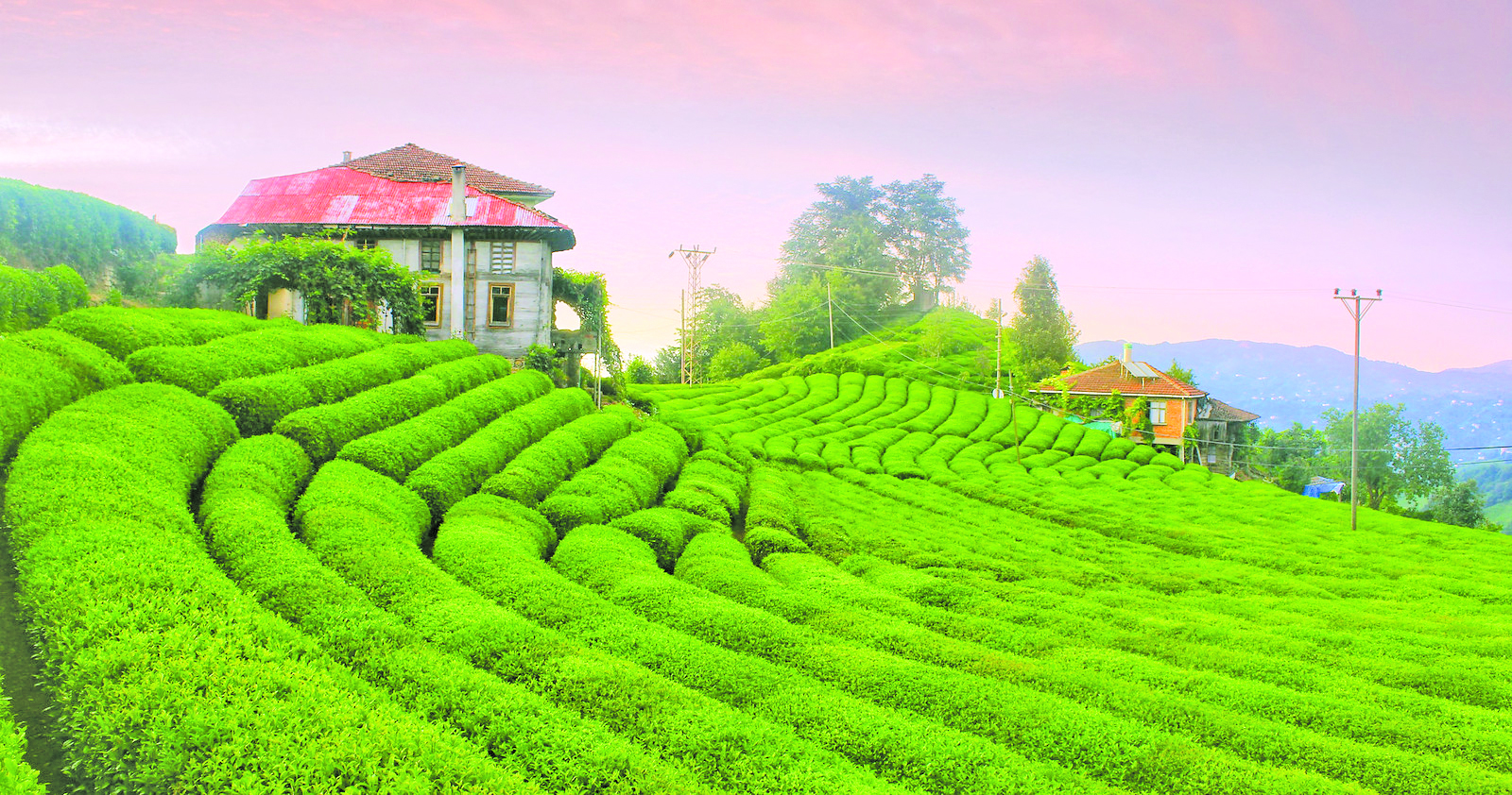 C╠Ğec╠Ğeva C╠Ğay Bahc╠Ğeleri