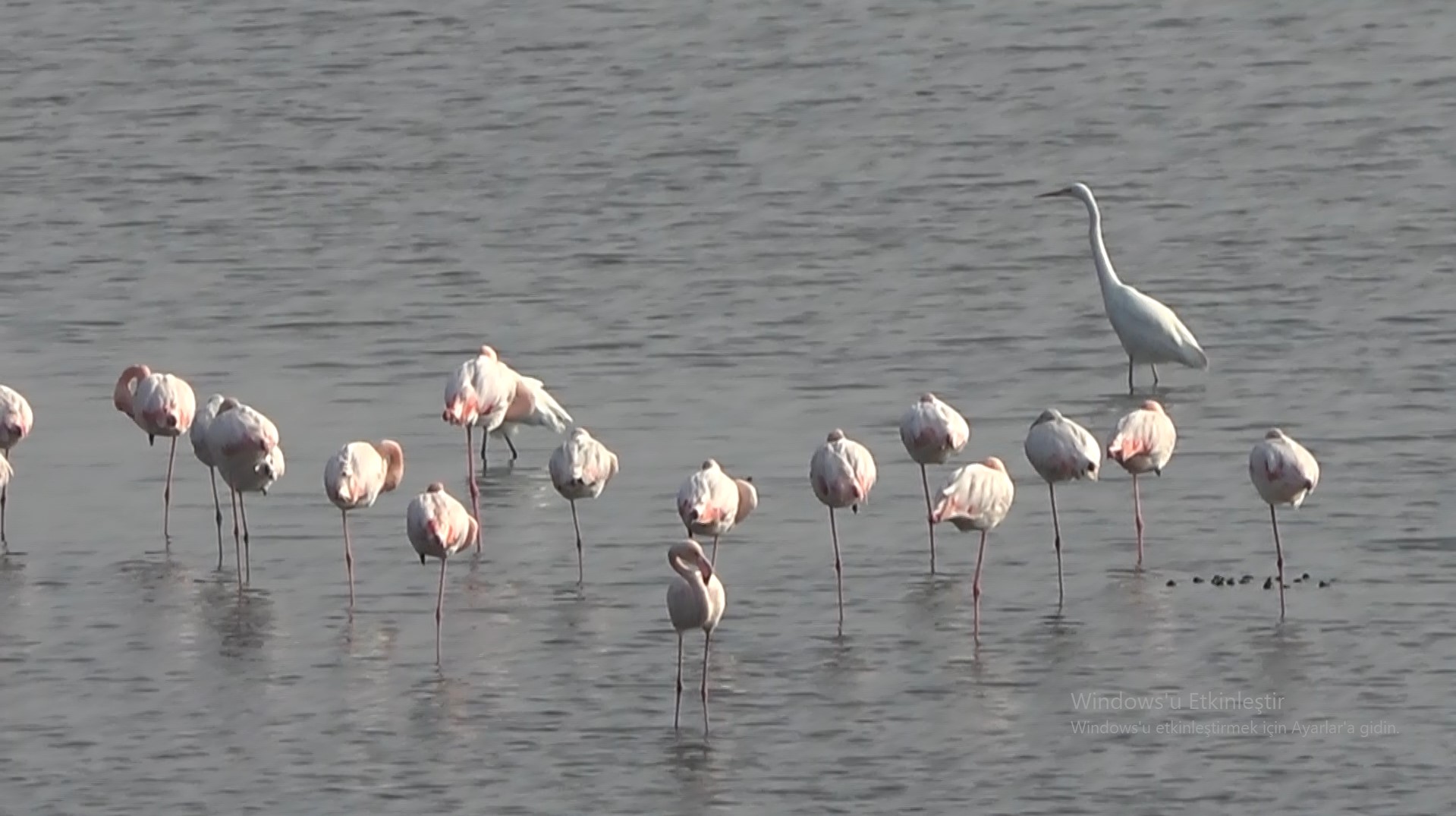 H E R S E K L A G U N U N U N G O Z D E M I S A F I R L E R I F L A M 1017845 301973