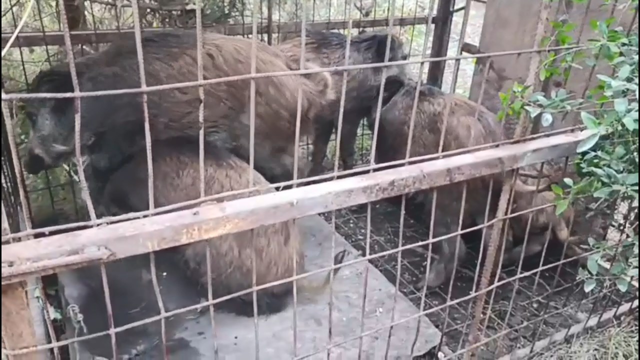 I S T A N B U L C A T A L C A D A K A C A K A V C I L A R I N K U R 1077616 319780