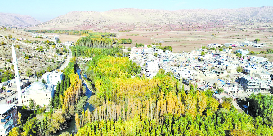 Savur Kavak Ag╠Åac╠Ğlari