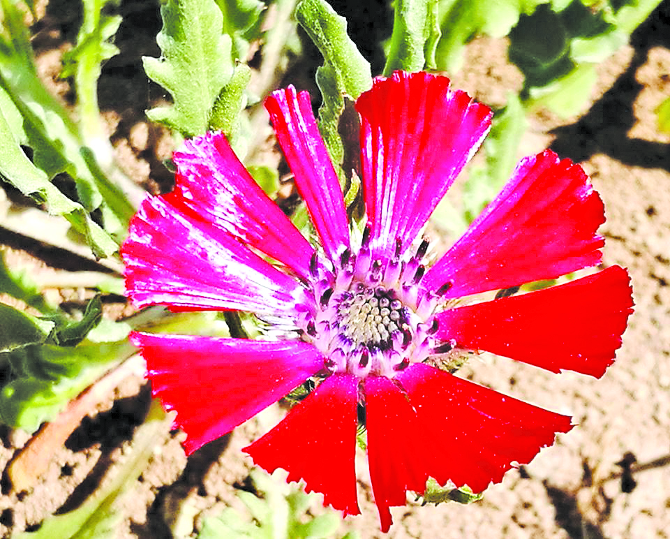 31289759 10155405195063457 878735353685475328 N