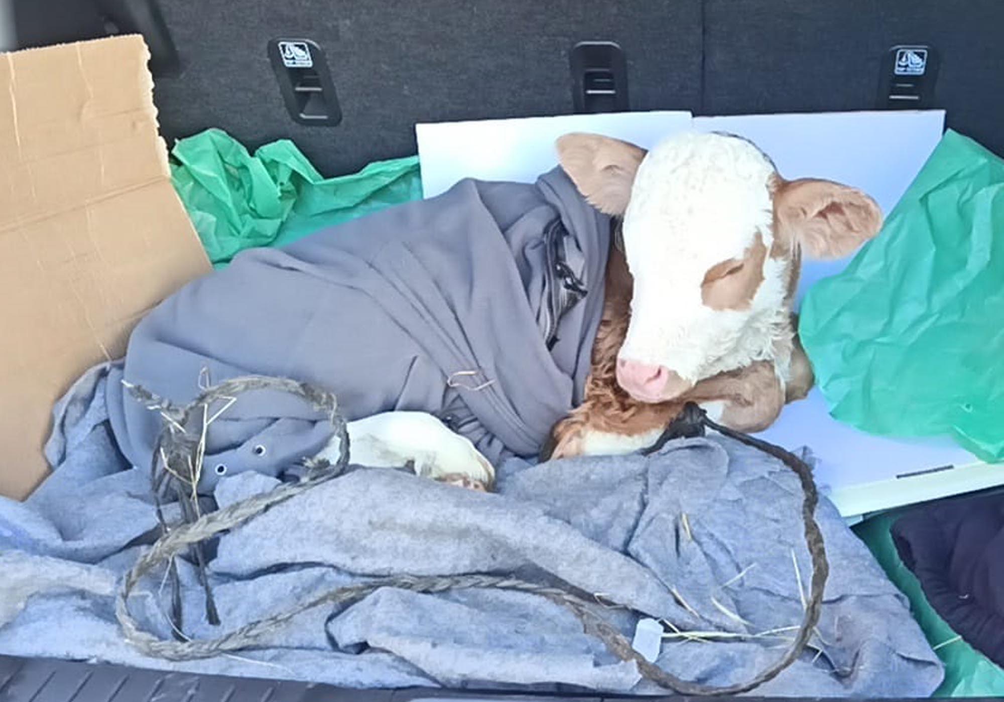 B U Z A G I Y A O T O M O B I L I N B A G A J I N D A S E R U M T E D A 1140991 338802