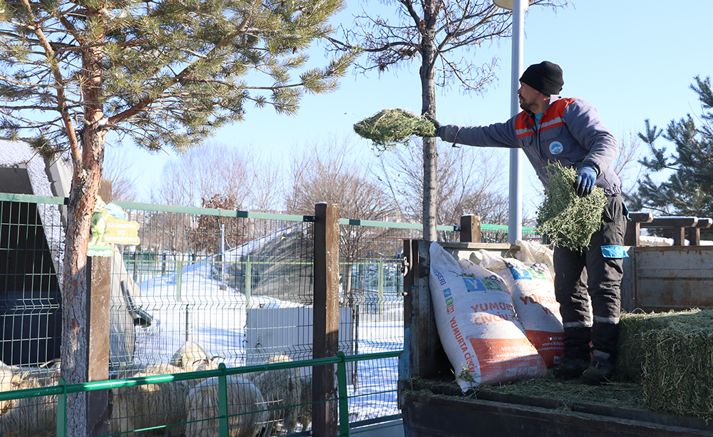 H A Y V A N A T B A H C E S I N D E K I C A N L I L A R A ‘ K I S R A S 1097437 325731