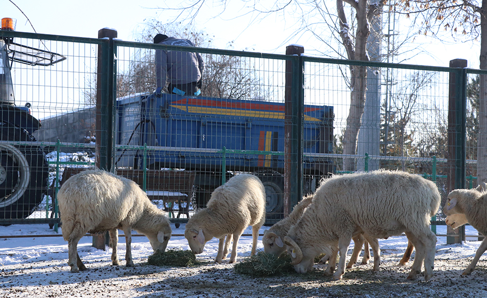 H A Y V A N A T B A H C E S I N D E K I C A N L I L A R A ‘ K I S R A S 1097438 325731