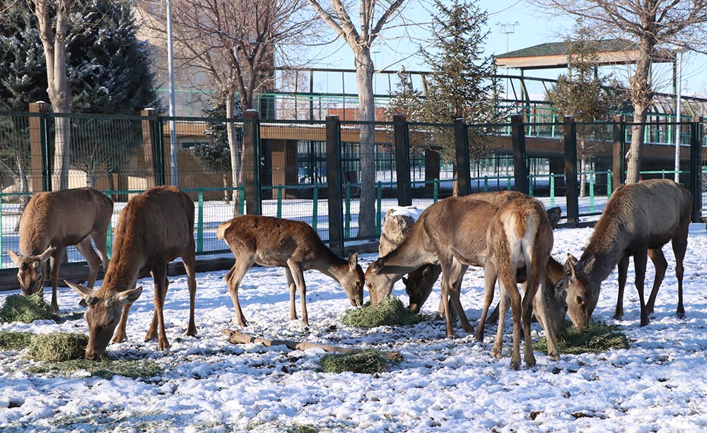 H A Y V A N A T B A H C E S I N D E K I C A N L I L A R A ‘ K I S R A S 1097445 325731