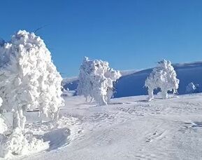 Buz tutmuş ağaçlar görenleri şaşırttı