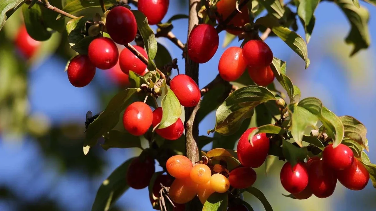 Kizilcik Nasil Yetistirilir 3