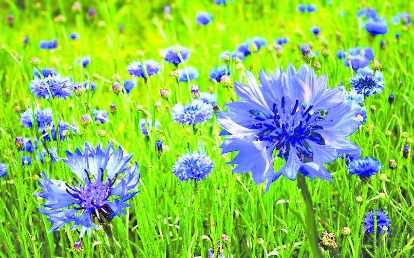 Peygamber Cicegi Cicekpostasi 12345698752