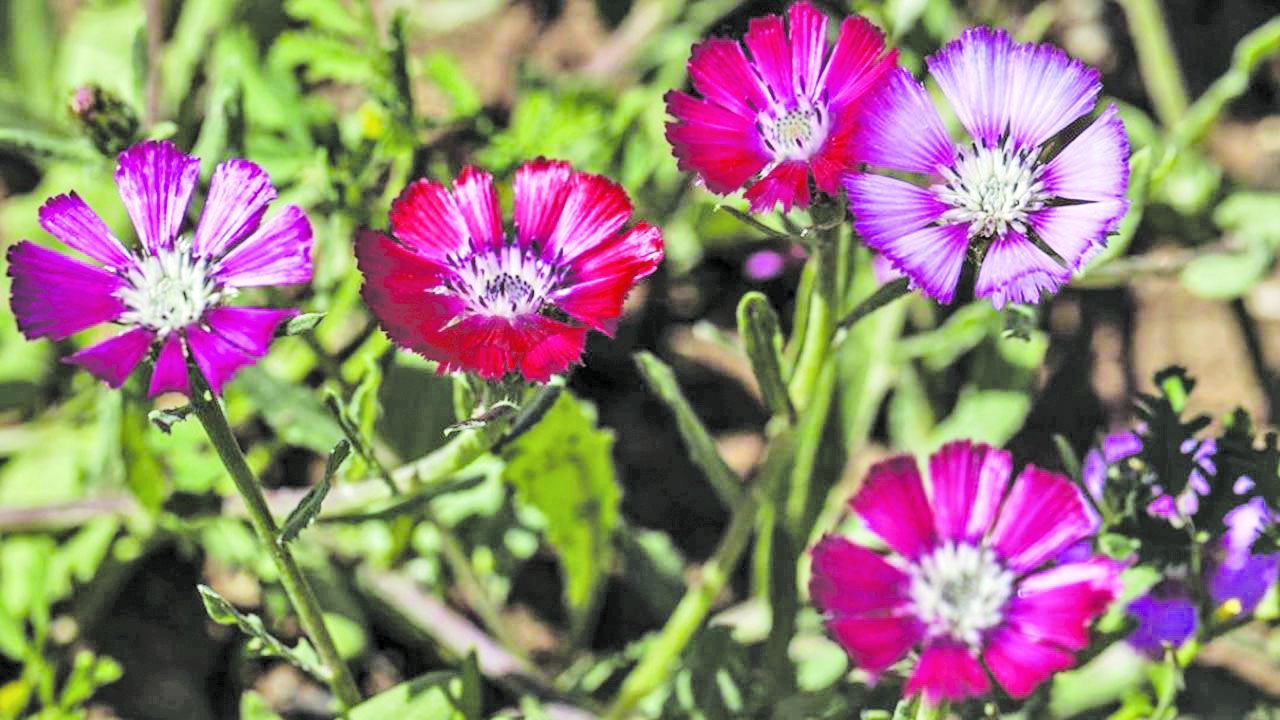 Peygamberc╠Ğic╠Ğeg╠Åi1