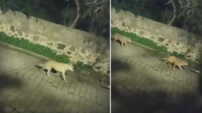 Yaban Domuzlarini Takip Eden Kurtlar Gece Sehir Merkezlerine Iniyor Cb L Jv Nr1