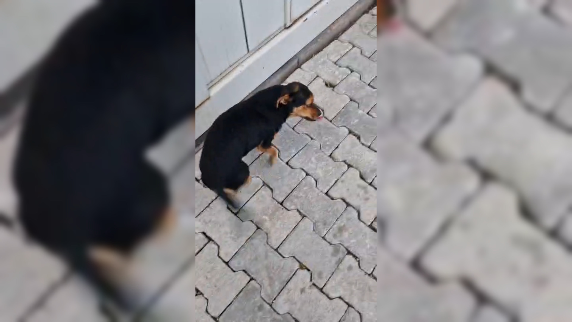 K O P E G I B O N C U K I L E C E K T I G I V I D E O L A R L A T 1145520 340115-1