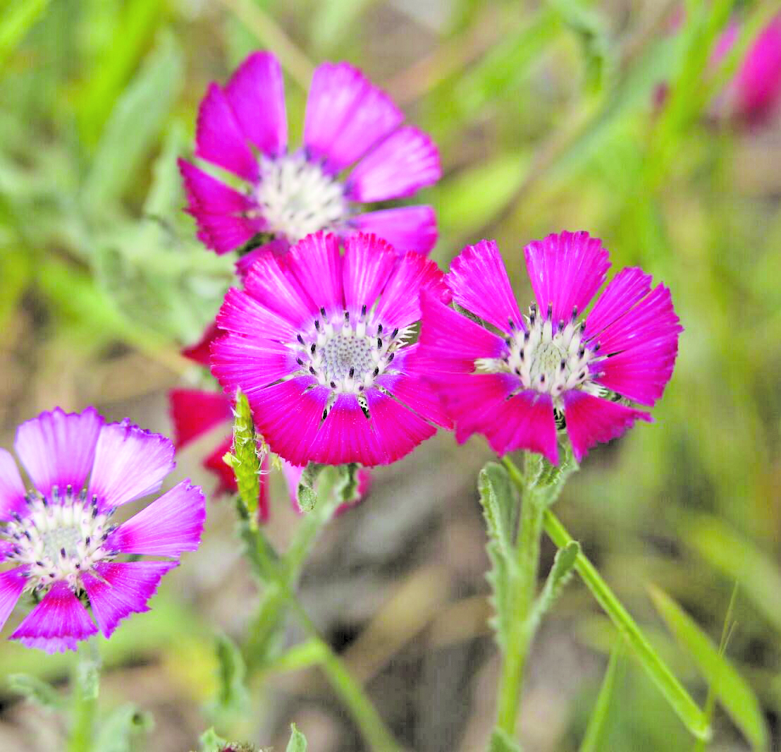 Sevgi Cicegi E1679127923568