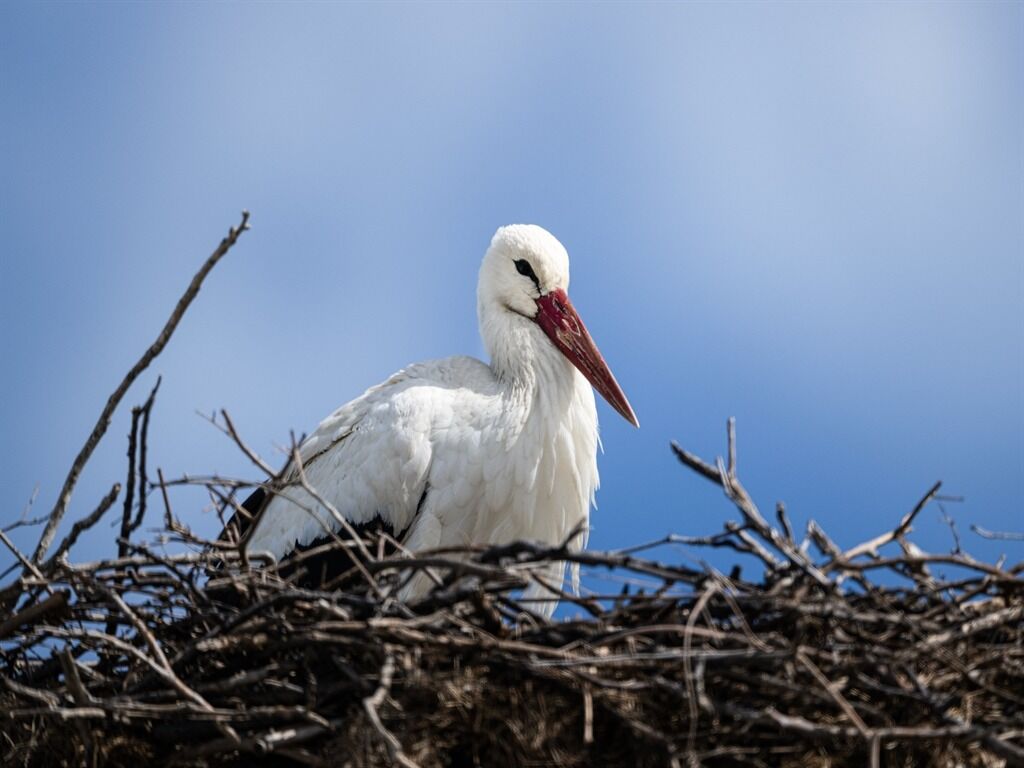 Y A R E N L E Y L E G I N 20 G U N E R K E N G E L E N E S I N A 1185449 352198