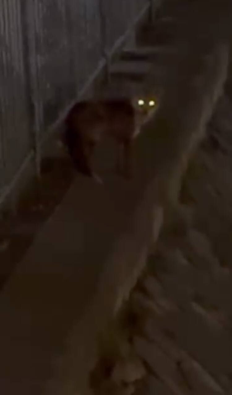 I S T A N B U L B A S A K S E H I R D E T I L K I G O R E N L E R 1205893 358602