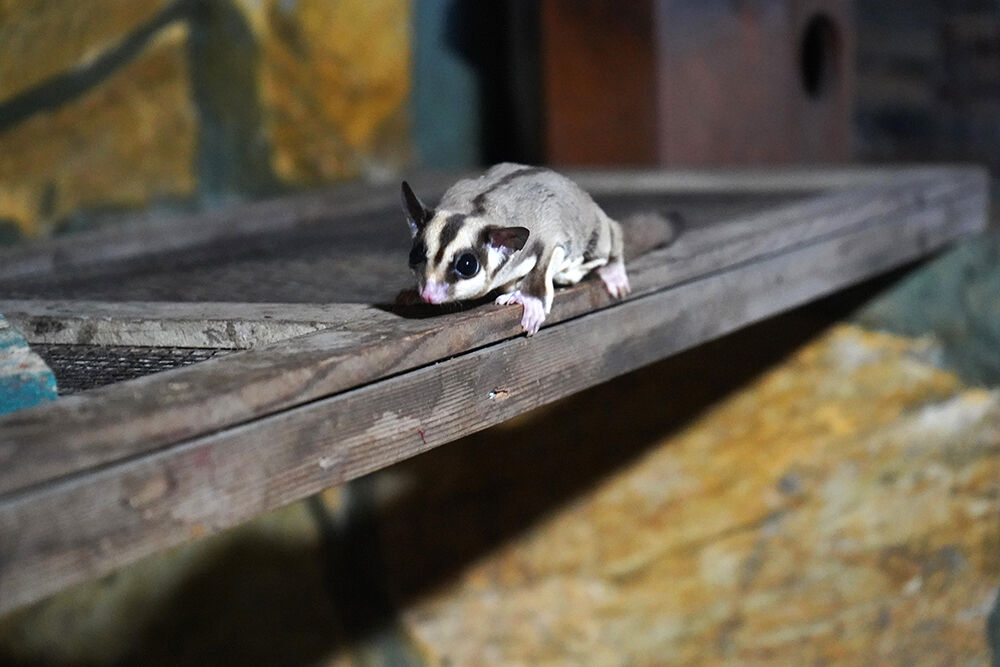 K A C A K B A K I L A N 33 U C A N S I N C A P R E H A B I L I T 1232869 366654