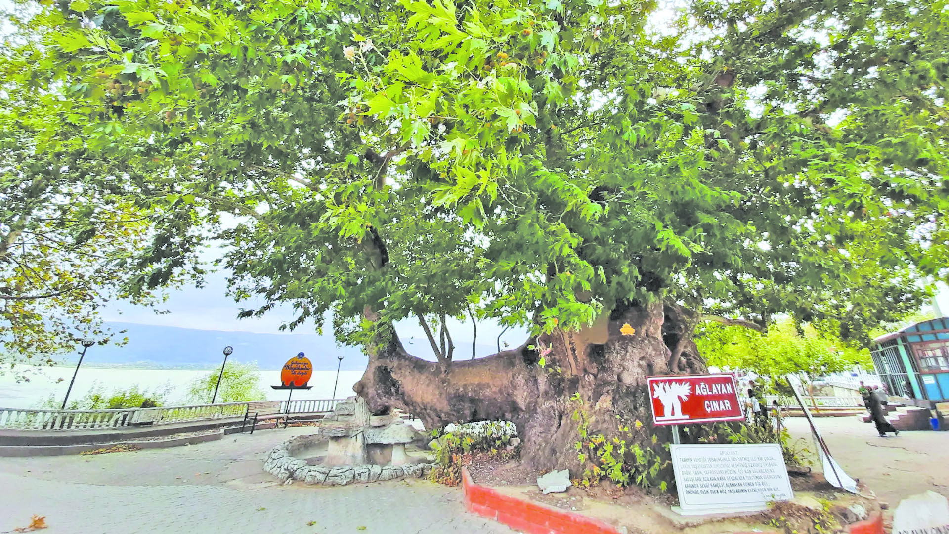 Ag╠Ålayan C╠Ğ─▒Nar